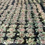 105Pcs/Tray Echeveria Crassula ovata Seedlings(Mix & Match 5+)