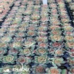 105Pcs/Tray Echeveria Firefly Seedlings(Mix & Match 5+)