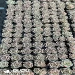 105Pcs/Tray Echeveria Lola Seedlings(Mix & Match 5+)