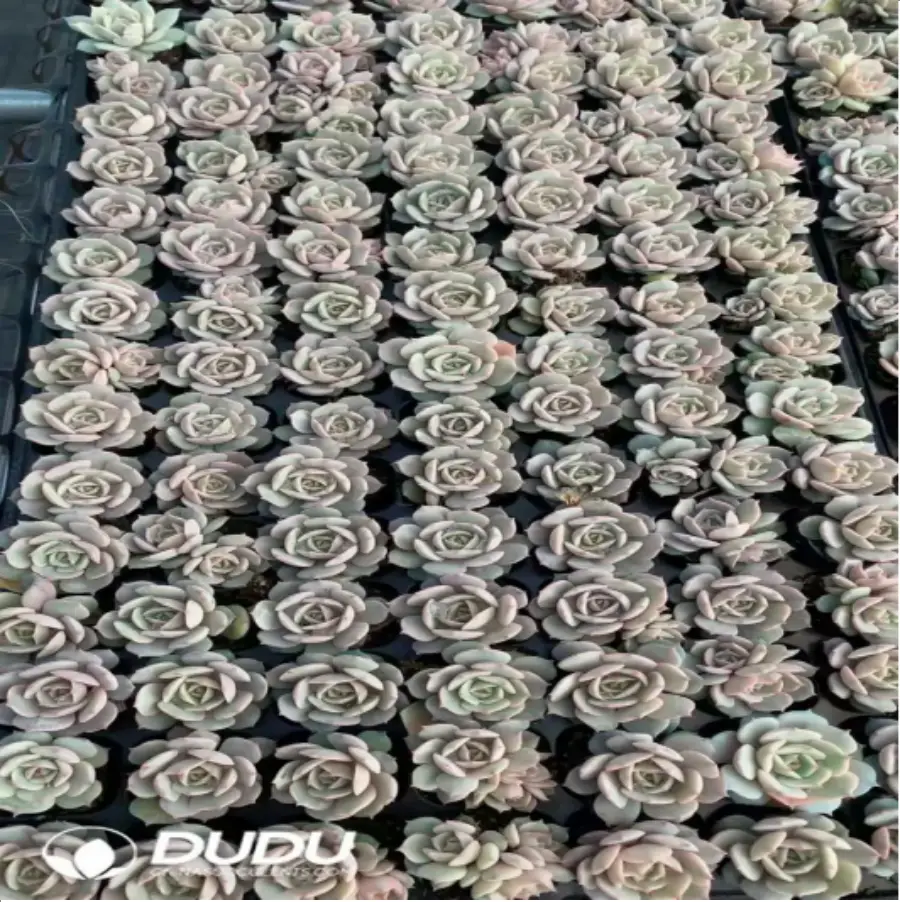 1-798.webp 105Pcs/Tray Echeveria Lola Seedlings(Mix & Match 5+) - Image 1