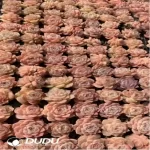 105Pcs/Tray Echeveria Bingguifei Seedlings(Mix & Match 5+)
