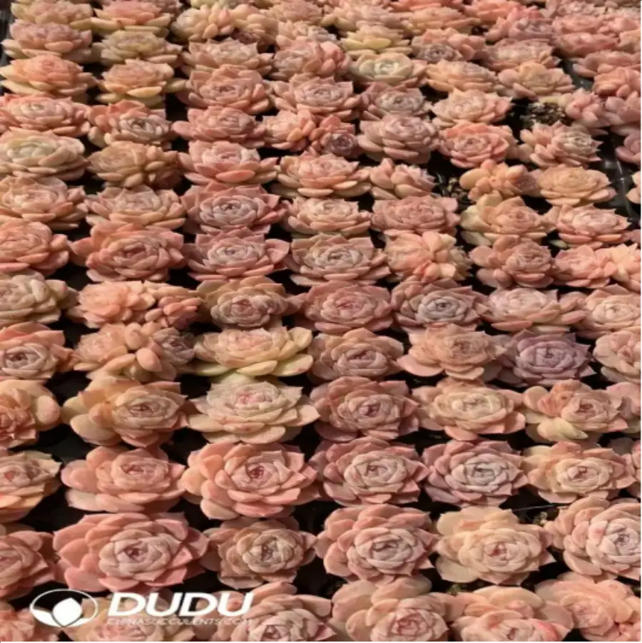 1-799.webp 105Pcs/Tray Echeveria Bingguifei Seedlings(Mix & Match 5+) - Image 1