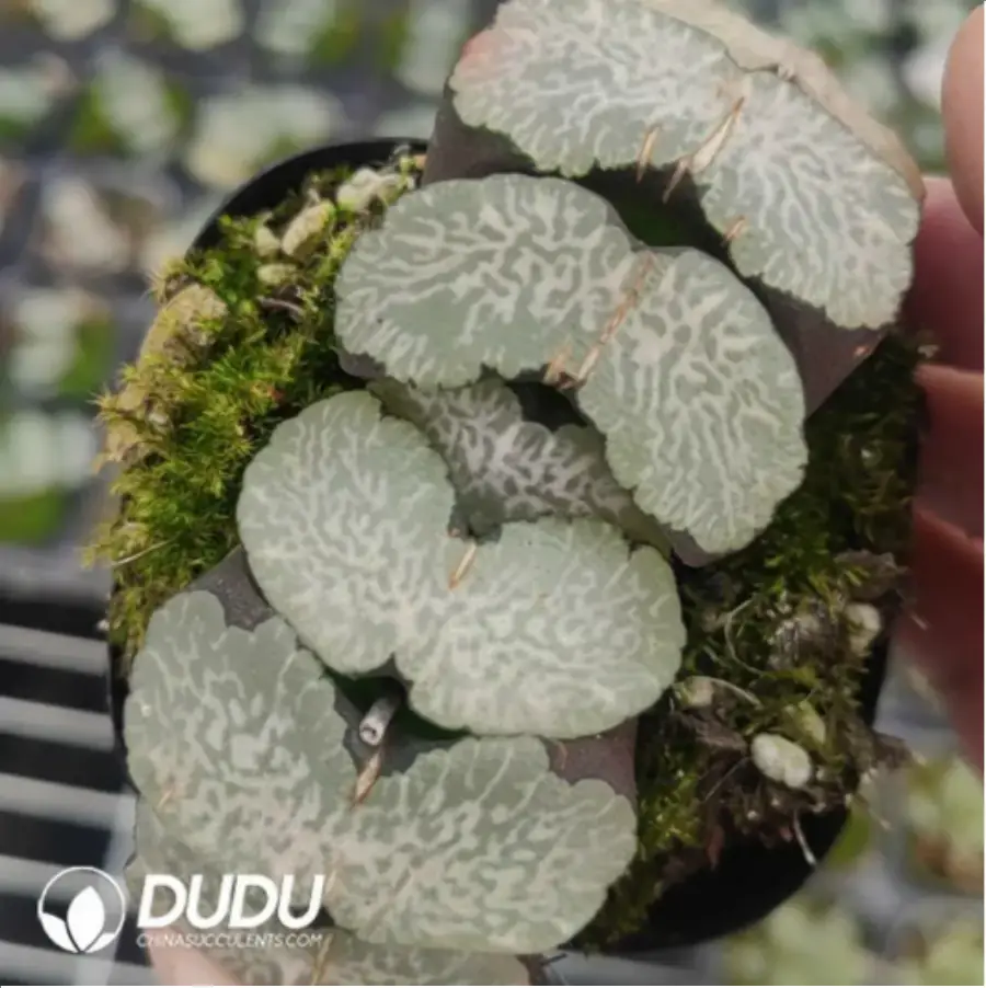 1-800.webp Haworthia Kyoho - Image 1