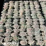 105Pcs/Tray Echeveria icing sugar Seedlings(Mix & Match 5+)