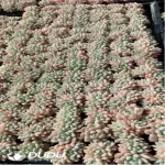 105Pcs/Tray Echeveria laui Seedlings(Mix & Match 5+)