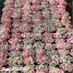 105Pcs/Tray Echeveria Amber Seedlings(Mix & Match 5+)