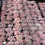 105Pcs/Tray Pachyphytum White Dew Seedlings(Mix & Match 5+)