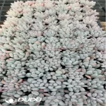 105Pcs/Tray Pachyveria Perfume Seedlings(Mix & Match 5+)