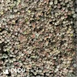 Aeonium Arboreum Velour European Crestata(small)