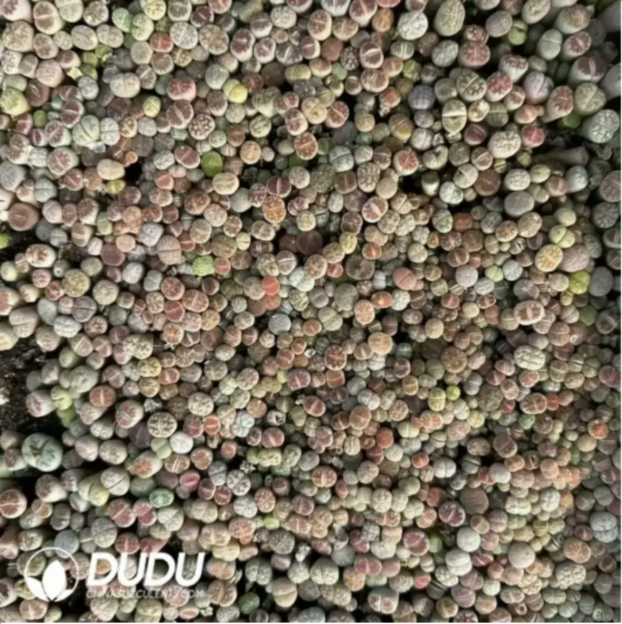 1-81.webp Aeonium Arboreum Velour European Crestata(small) - Image 1