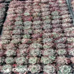 105Pcs/Tray Echeveria Chihuahuaensis Seedlings(Mix & Match 5+)