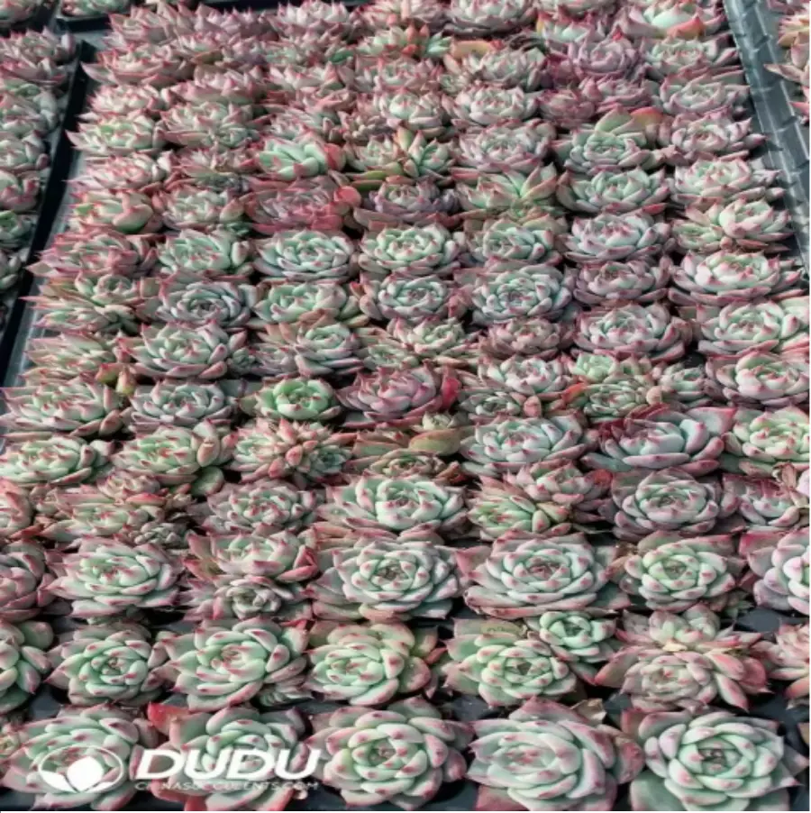 1-810.webp 105Pcs/Tray Echeveria Chihuahuaensis Seedlings(Mix & Match 5+) - Image 1