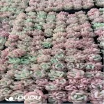 105Pcs/Tray Echeveria Love Song Seedlings(Mix & Match 5+)