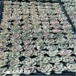 105Pcs/Tray Echeveria Sensation Seedlings(Mix & Match 5+)