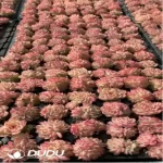 105Pcs/Tray Echeveria Red Swan Seedlings(Mix & Match 5+)