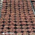 105Pcs/Tray Echeveria Pink Jenny Seedlings(Mix & Match 5+)