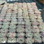 105Pcs/Tray Echeveria Onslow Seedlings(Mix & Match 5+)