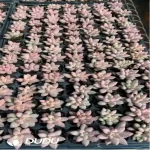 105Pcs/Tray Echeveria Goldfish Hime Seedlings(Mix & Match 5+)