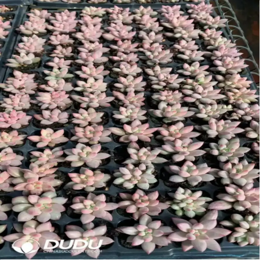 1-820.webp 105Pcs/Tray Echeveria Goldfish Hime Seedlings(Mix & Match 5+) - Image 1