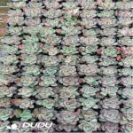 105Pcs/Tray Echeveria Fire Pillar Seedlings(Mix & Match 5+)