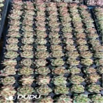 105Pcs/Tray Echeveria Moon Stone Seedlings(Mix & Match 5+)