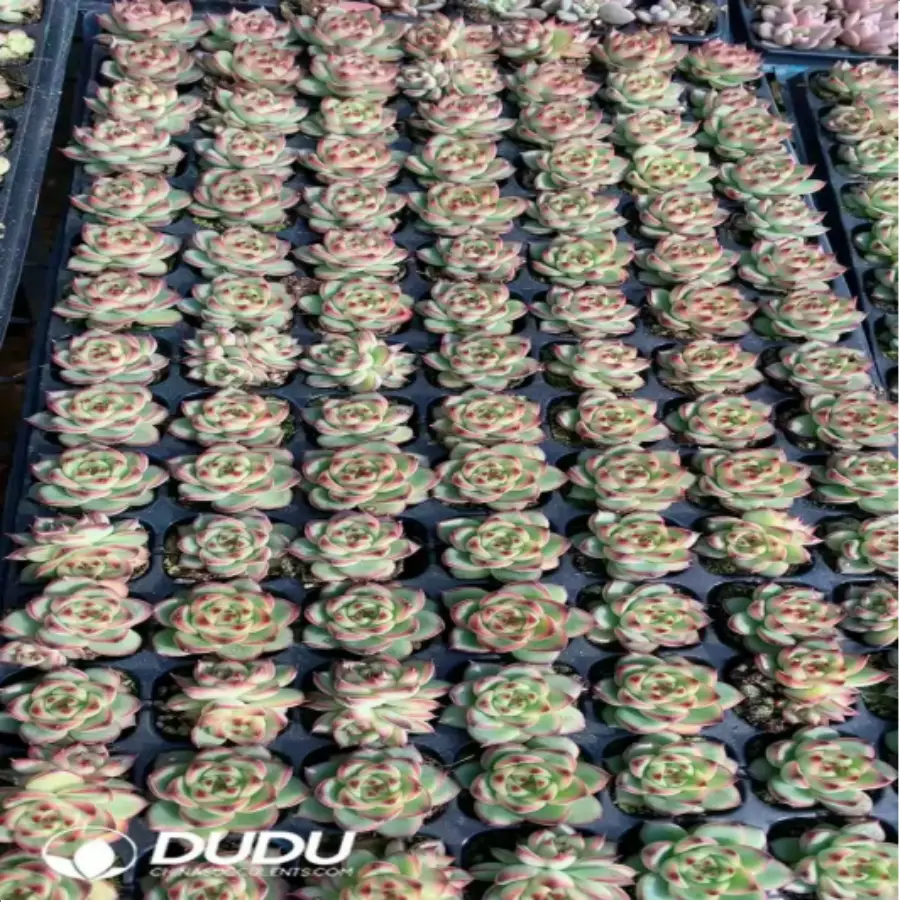 1-823.webp 105Pcs/Tray Echeveria Moon Stone Seedlings(Mix & Match 5+) - Image 1