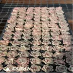 105Pcs/Tray Echeveria Soul Fairy Seedlings(Mix & Match 5+)