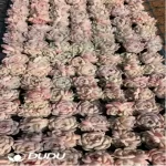 105Pcs/Tray Echeveria Pipe Dream Seedlings(Mix & Match 5+)