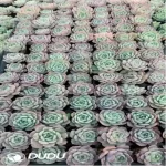 105Pcs/Tray Echeveria Wansha Seedlings(Mix & Match 5+)