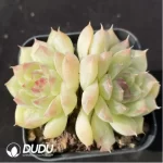 Echeveria Little Red Riding Hood Double