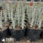 Alluaudia procera(5pcs/pot)