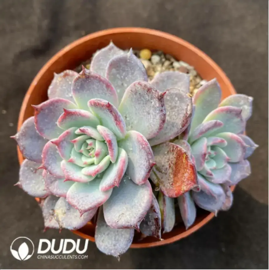 1-840.webp Echeveria Laulensis - Image 1