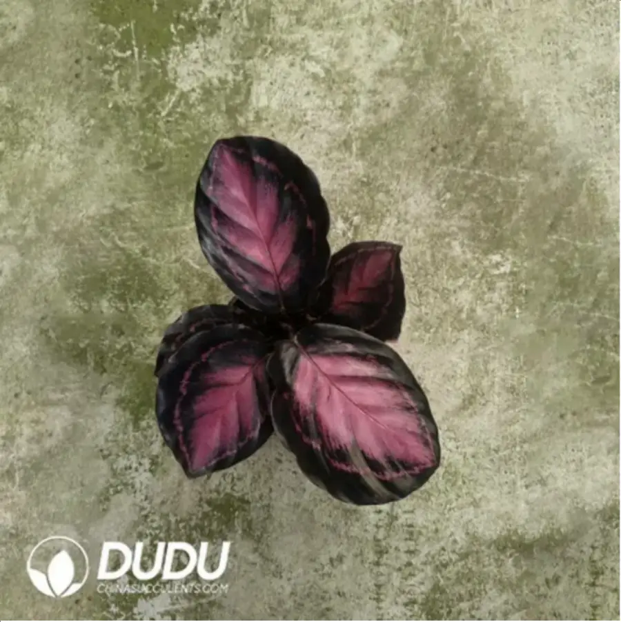 1-848.webp 1.71/Pcs Marantaceae Lady Liberty(Reservations required)(Plant)(100Pcs?? - Image 1