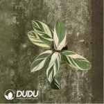 3.43/Pcs Marantaceae Watercolor(Reservations required)(Plant)(100Pcs??