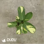 2.29/Pcs Marantaceae Ctenanthe lubbersia(Reservations required)(Plant)(100Pcs??