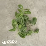 5.14/Pcs Marantaceae Maranta Lemon Lime(Plant)(100Pcs??