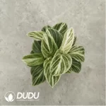 3.71/Pcs Philodendron Birkin(Reservations required)(Plant)(100Pcs??