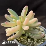 Sedum Pachyphyllum Rose Variegated
