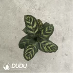 1.71/Pcs Maranta Plum Peacock(Reservations required)(Plant)(100Pcs??