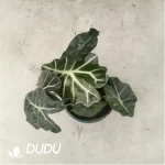 4.29/Pcs Alocasia Big Fairy Alocasia(Reservations required)(Plant)(100Pcs??