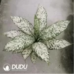 18/Pcs Rohdea japonica Blizzard Dieffenbachia(Plant)(20Pcs??