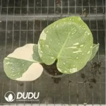 15.43/Pcs Monstera deliciosa Thai Constellation(Plant)(20Pcs??