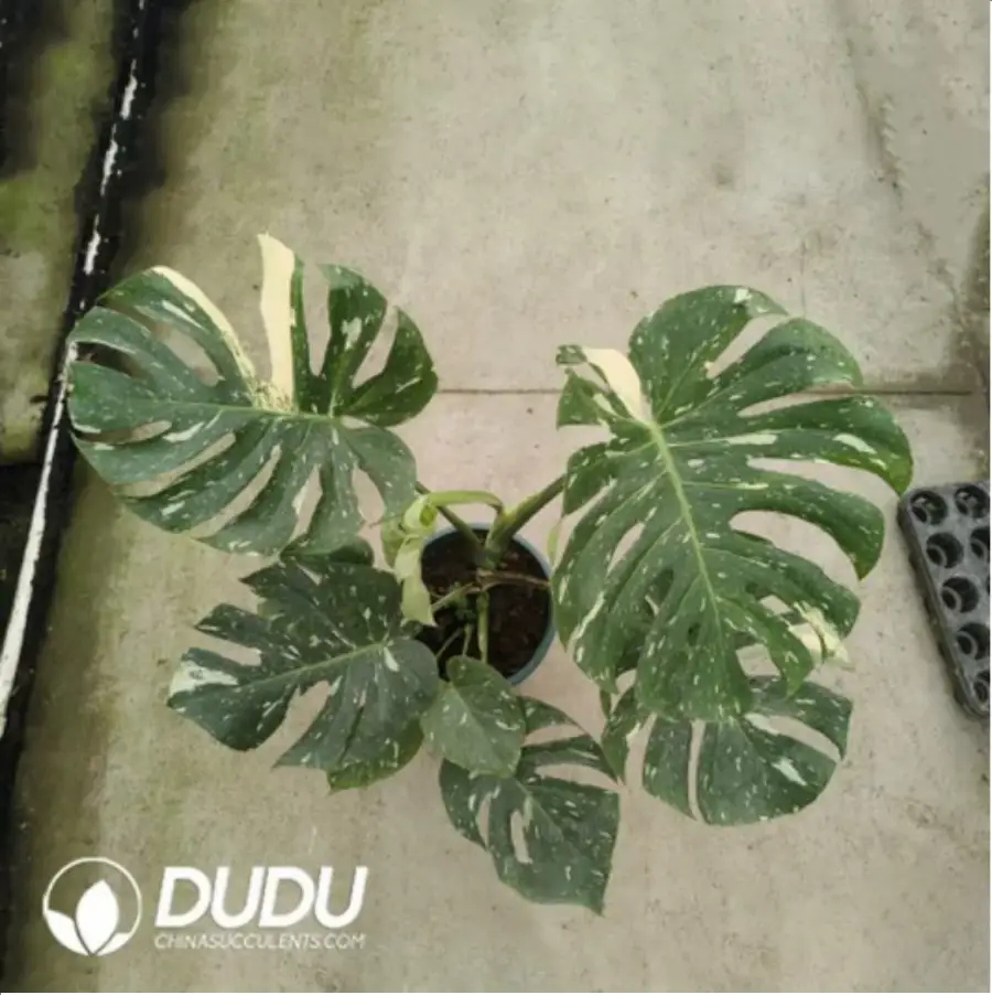 1-867.webp 60/Pcs Monstera deliciosa Thai Constellation(Plant)(20Pcs?? - Image 1