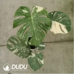 25.71/Pcs Monstera deliciosa Thai Constellation(Plant)(20Pcs??