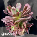 Aeonium  Aurora Clustering