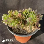 Aeonium Athena Cristata-5