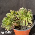 Aeonium Athena Cristata-4