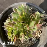 Aeonium Athena Cristata-3