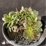 Aeonium Athena Cristata-2