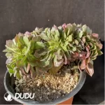 Aeonium Athena Cristata-1